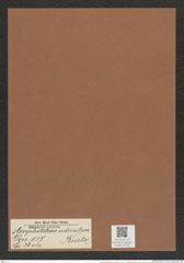 Amphitetras adriatica Kuetz. (de-Toni-Nr.: Genus 137, Species 3644) Zeichnungen Sammlung Grunow Mappe 03784 (Herbarium_W_Grunow_drawings_Folder_03784)